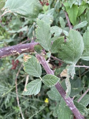Rubus creticus