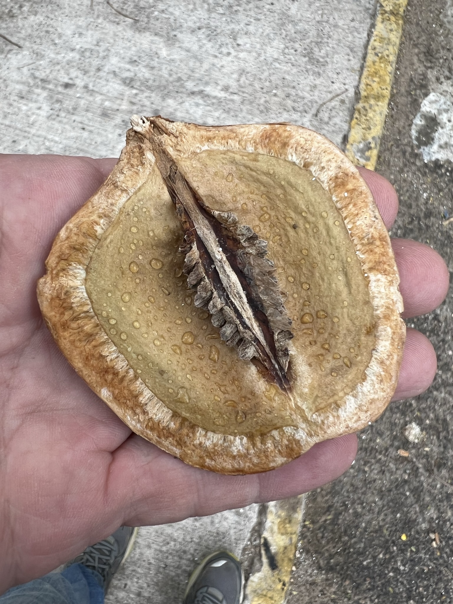 Imagem de Caroba-roxa