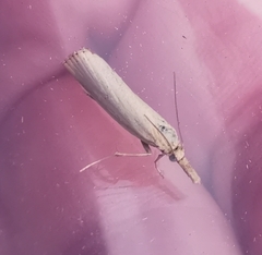 Agriphila straminella