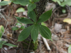 Medeola virginiana