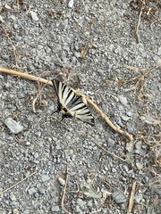 Iphiclides podalirius