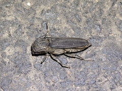 Arhopalus