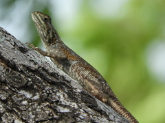 Agama picticauda