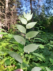 Streptopus amplexifolius