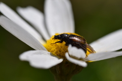Chasmatopterus
