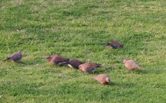 Streptopelia senegalensis senegalensis