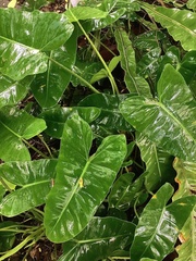 Philodendron