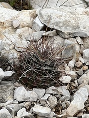 Hamatocactus hamatacanthus hamatacanthus