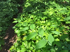 Streptopus amplexifolius