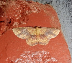 Synegia