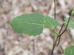 Populus grandidentata
