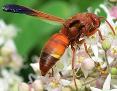 Rhynchium oculatum