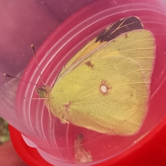 Colias croceus