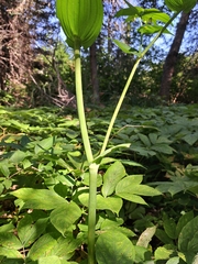 Streptopus amplexifolius