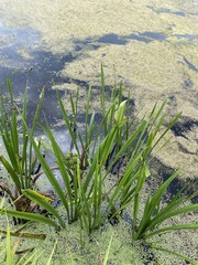 Sparganium emersum