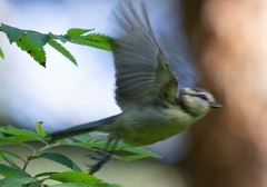 Cyanistes caeruleus
