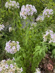Phlox paniculata