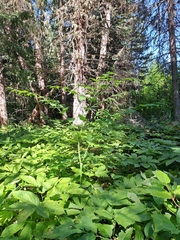 Streptopus amplexifolius