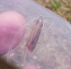 Oncocera semirubella