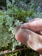 Cladonia rangiferina