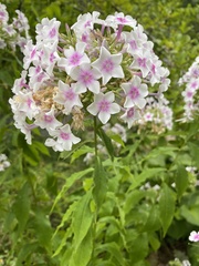 Phlox paniculata