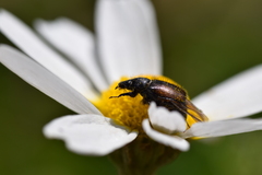 Chasmatopterus