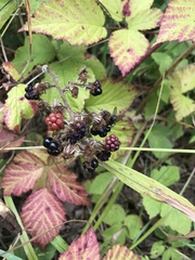 Rubus caesius