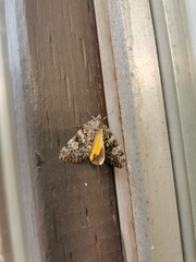 Catocala lineella