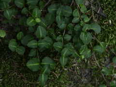 Mitchella repens