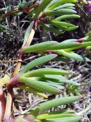Ruschia sarmentosa