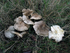 Tricholoma scalpturatum