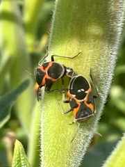 Lygaeus kalmii