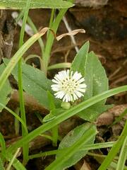 Eclipta prostrata