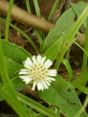 Eclipta prostrata