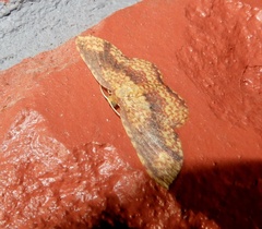 Synegia