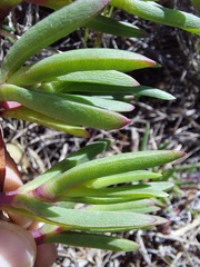 Ruschia sarmentosa