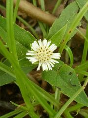 Eclipta prostrata