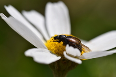 Chasmatopterus