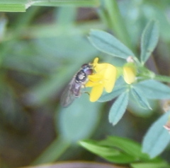 Platycheirus albimanus