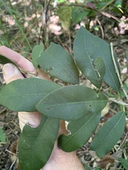 Geijera paniculata