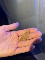 Eutrapela clemataria