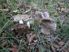 Tricholoma scalpturatum