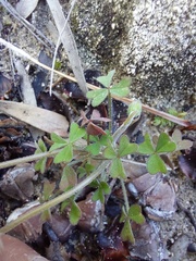 Oxalis obtusa