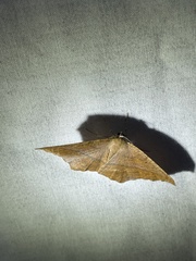 Eutrapela clemataria