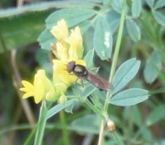 Platycheirus albimanus