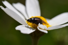 Chasmatopterus