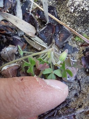 Oxalis obtusa