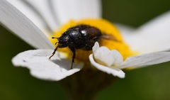 Chasmatopterus