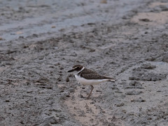 Charadrius wilsonia
