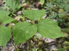 Trillium undulatum